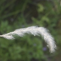 Imperata cylindrica (L.) P.Beauv.